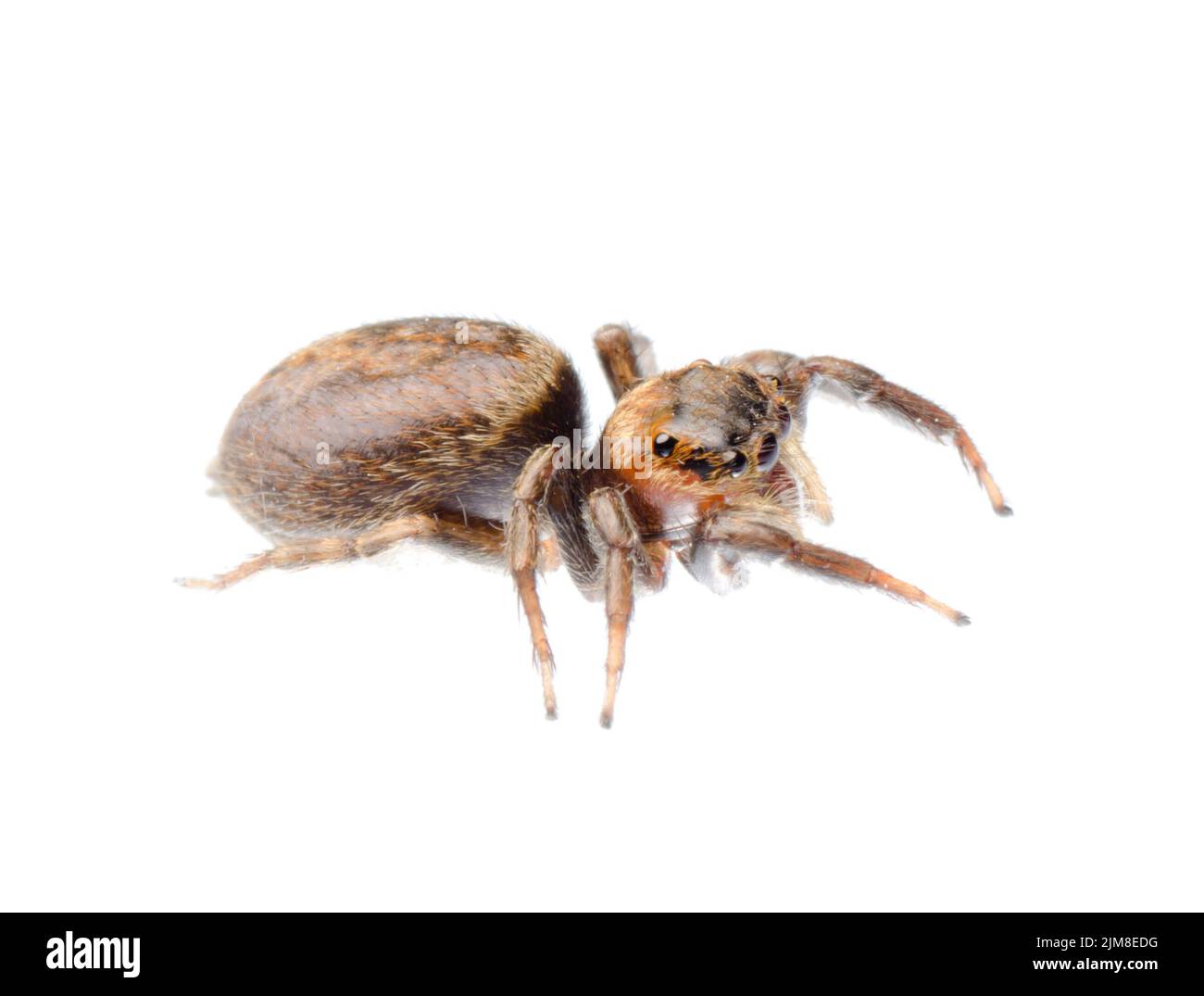 Petite araignée blanche et noire Banque de photographies et d’images à haute résolution Page 2