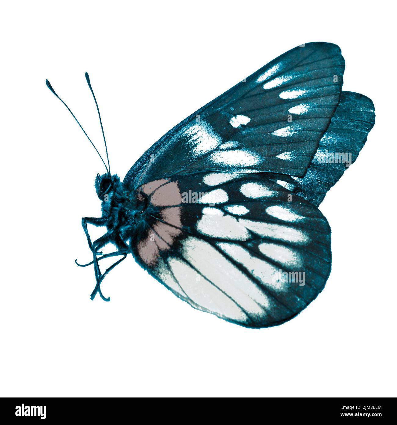 Papillon Banque D'Images