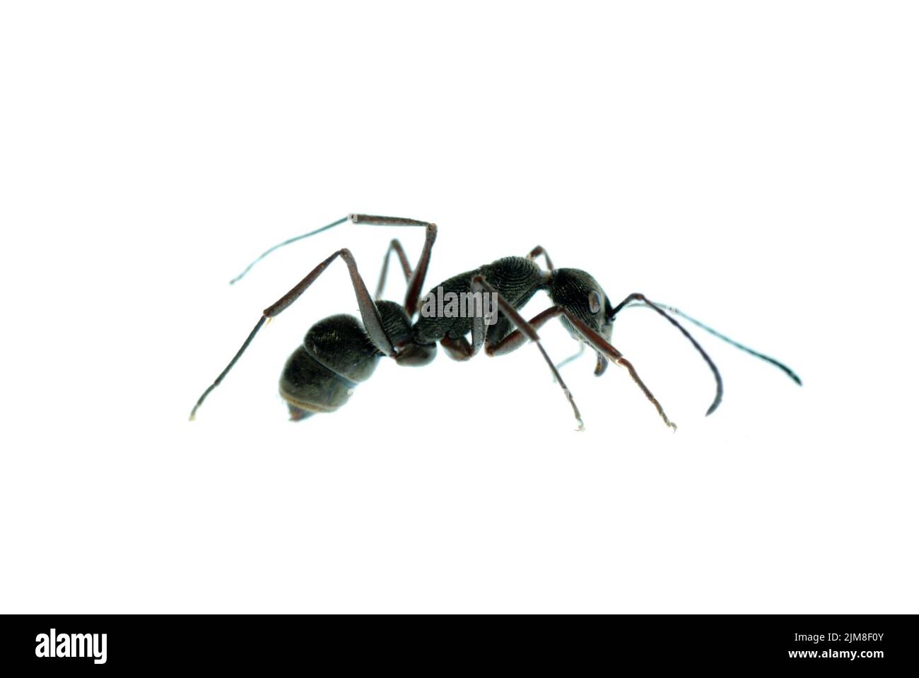 Macro de fourmis d'insecte isolée sur fond blanc Banque D'Images