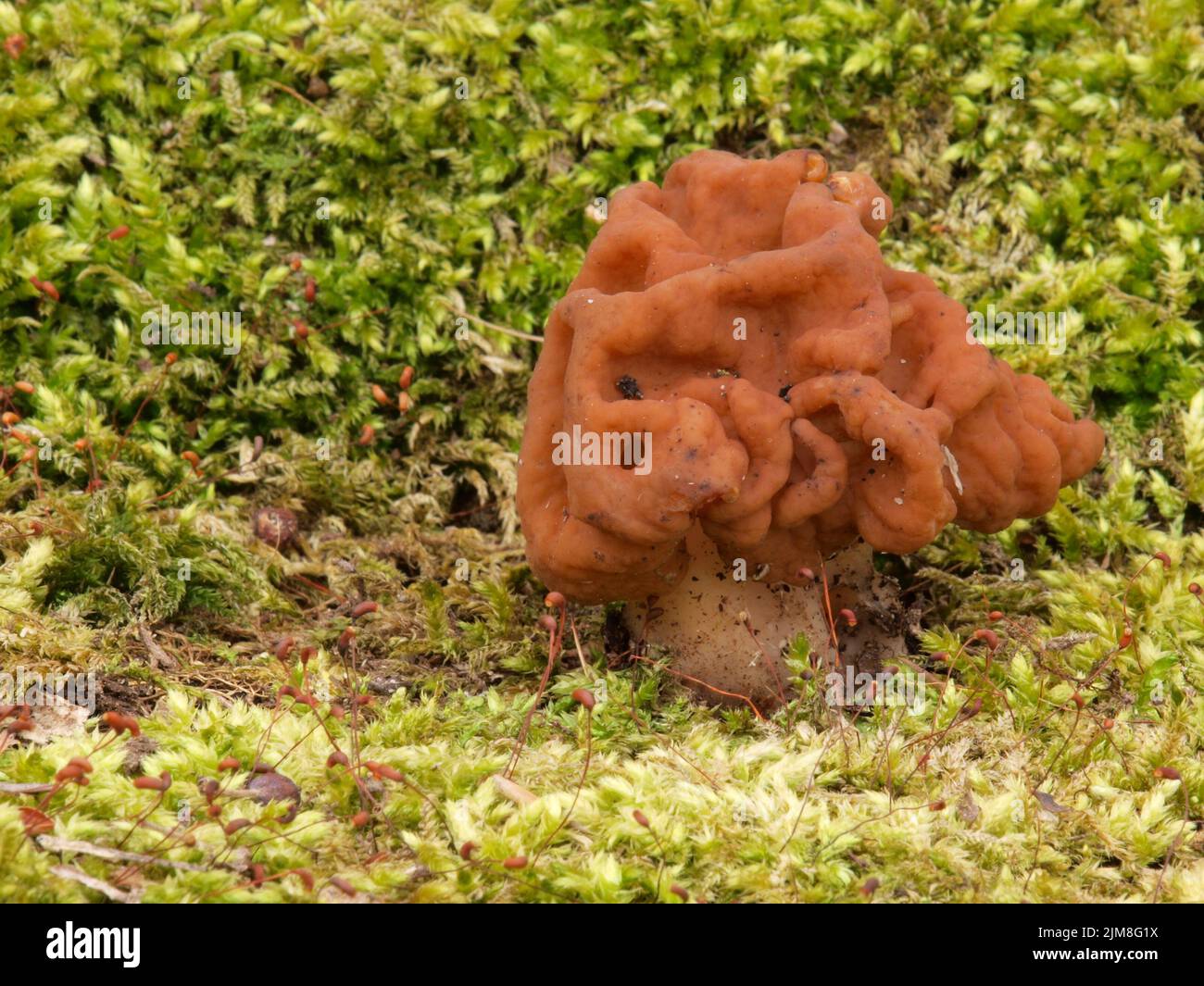 Neige fausse morelle - Gyromitra esculenta Banque D'Images