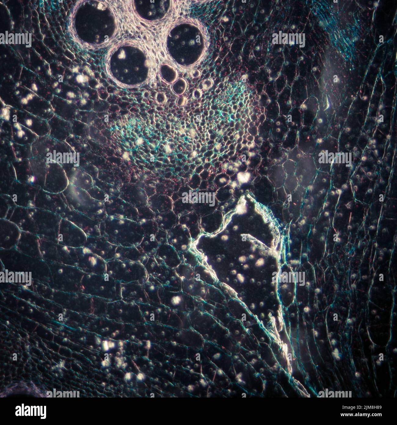 Microscopie micrographe tissu végétal, tige de citrouille Banque D'Images