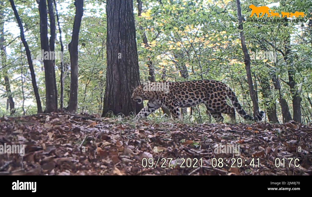 Changchun. 5th août 2022. Capture d'écran de la surveillance vidéo montre un léopard d'Amour dans le nord-est de la Chine Tiger et Leopard National Park dans le nord-est de la Chine, 27 septembre 2021. Credit: Xinhua/Alay Live News Banque D'Images