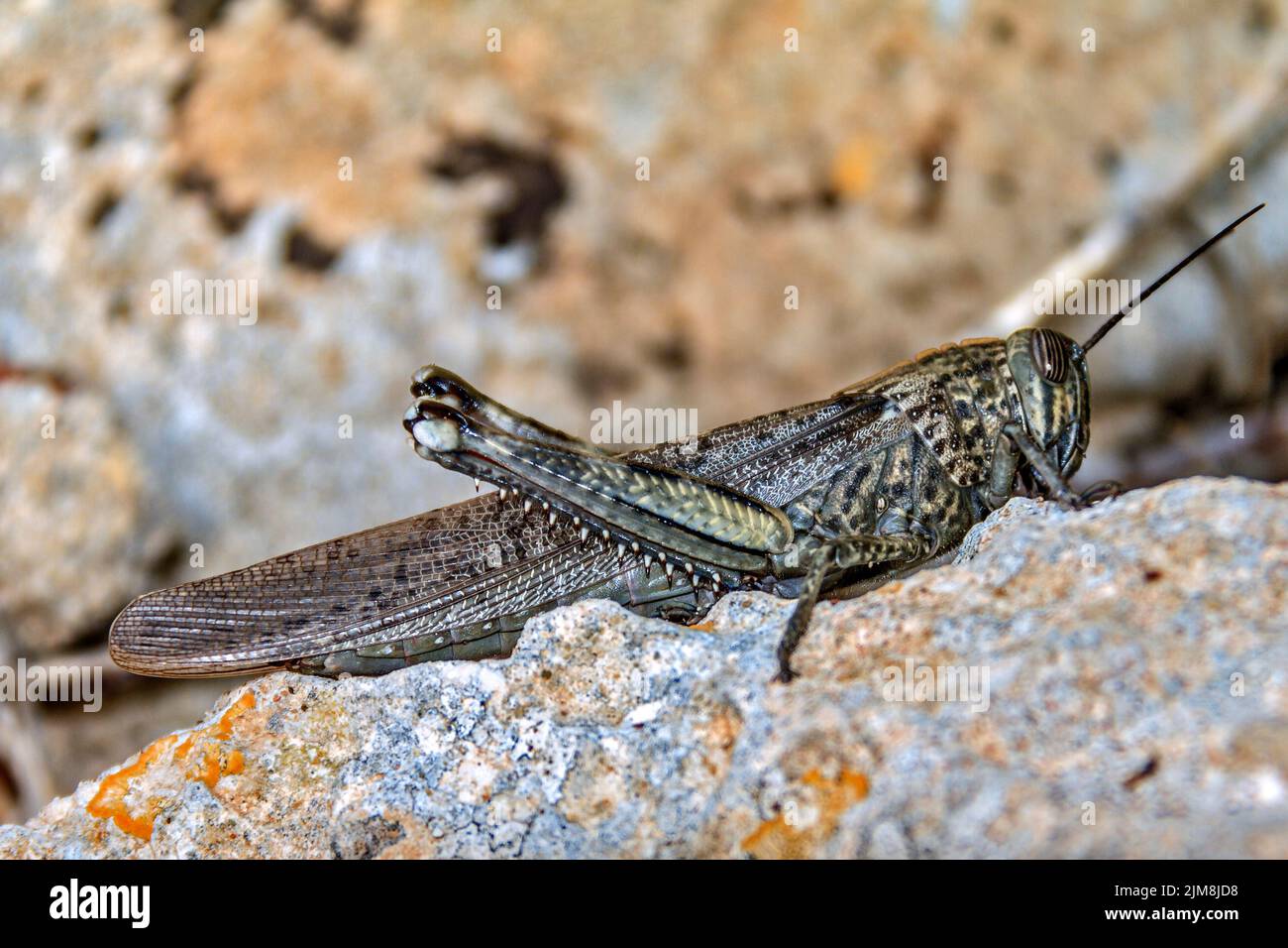 Locust Dociostaurus maroccanus Agios Georgios Cypr Banque D'Images