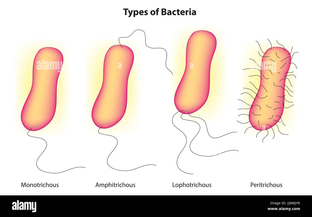 Types de bactéries Illustration de Vecteur