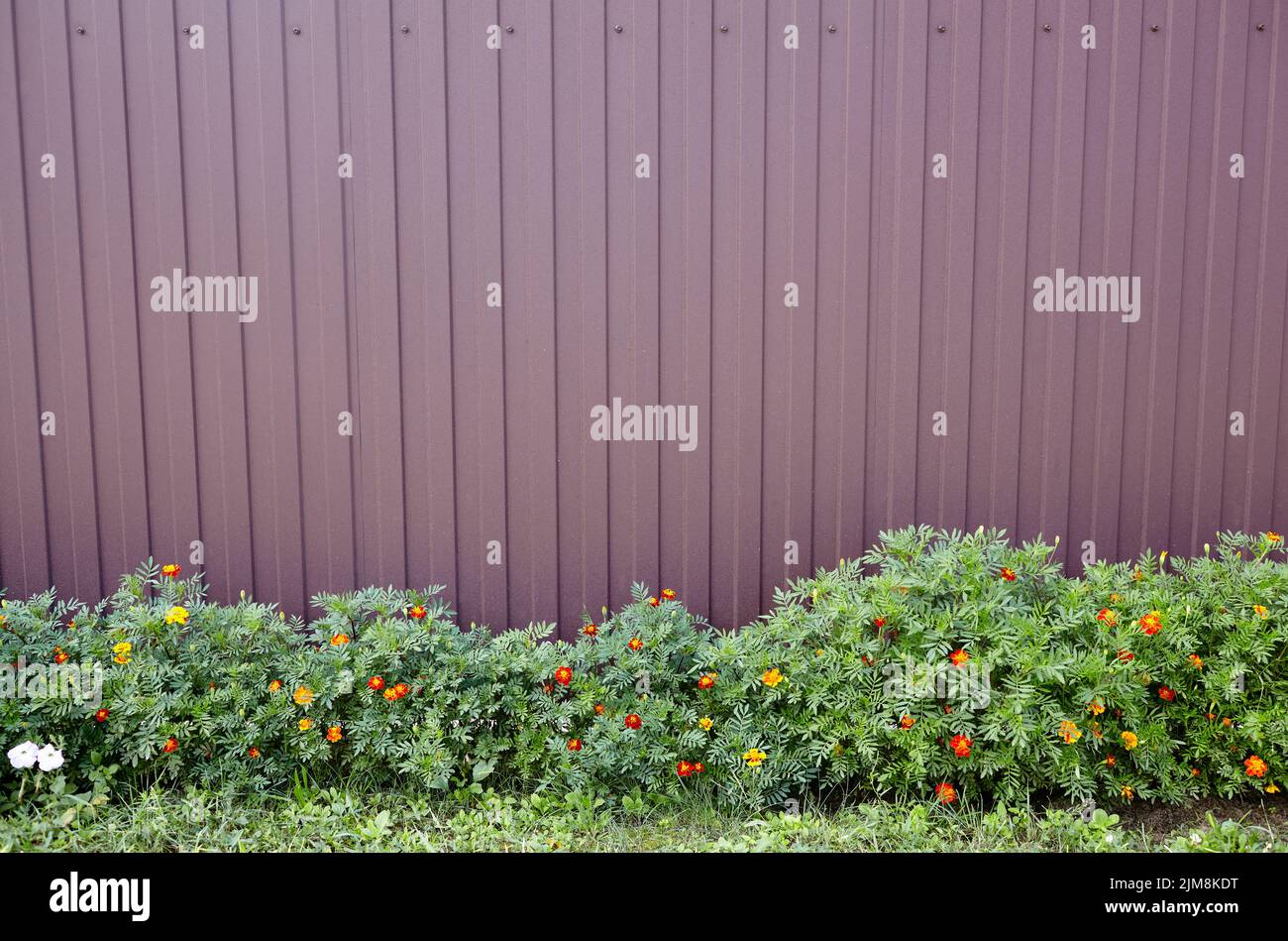 Clôture métallique d'une maison dans le quartier de banlieue, à proximité. Paysage rural fleurs, herbe et clôture en premier plan Banque D'Images