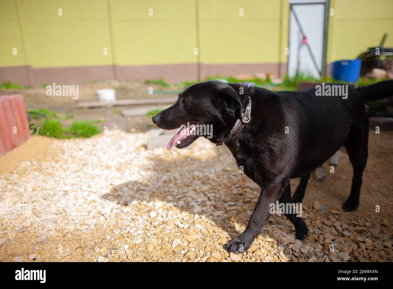 Chien de panique de marche dans la cour le jour ensoleillé Labrador noir fatigué retriever dans le jardin fermé Banque D'Images