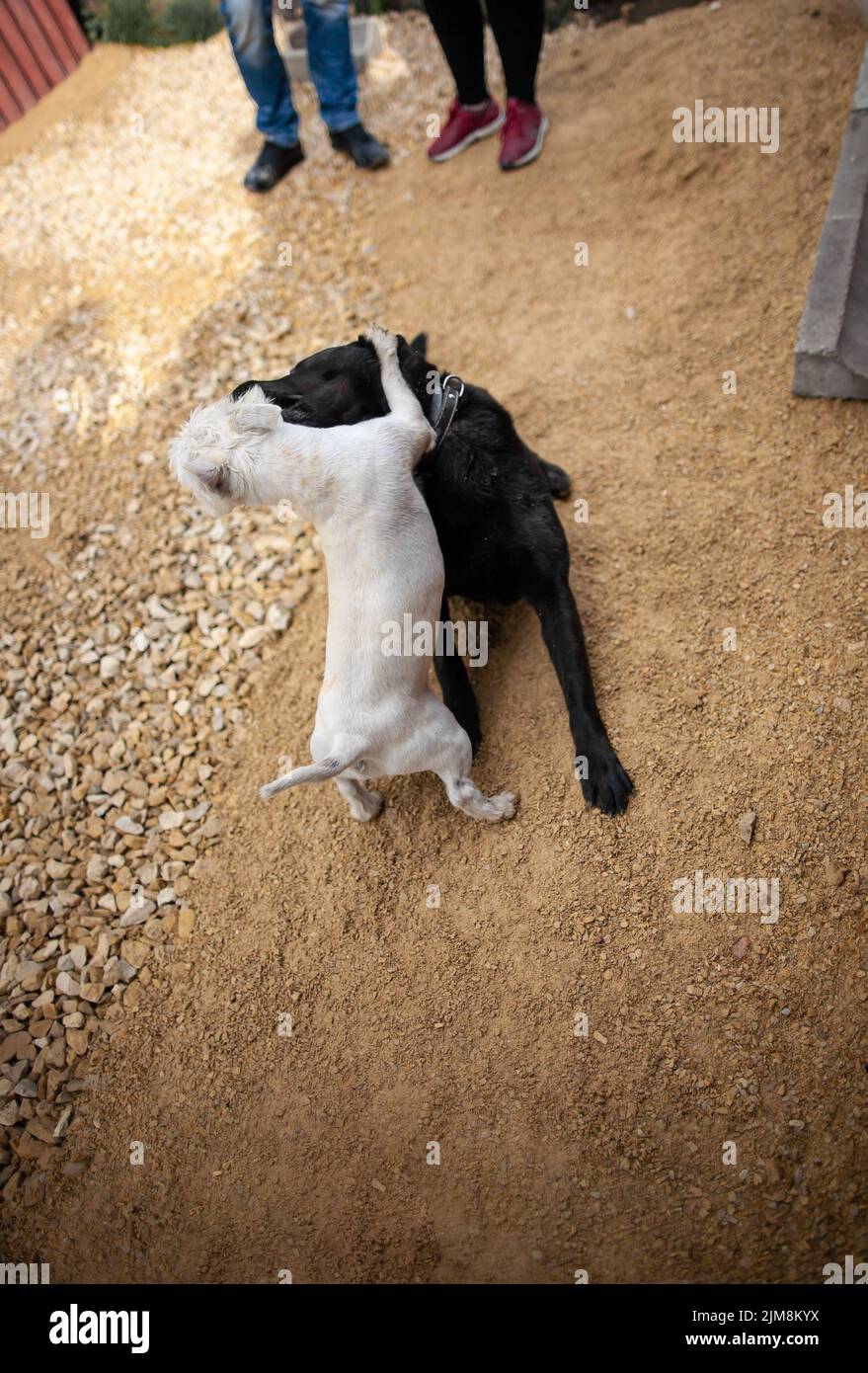 Deux chiens se battent dans la cour les gens qui regardent le chien se battent à l'extérieur, se concentrent sur les chiens petit chien attaquant le plus gros chien Banque D'Images