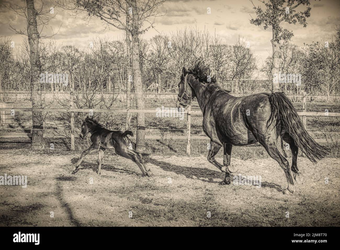 Une semaine de gallops foal brun foncé et saute avec sa mère à l'extérieur au soleil. mare avec halter rouge. WarmBlood, noir et blanc, vintage, KWPN Banque D'Images