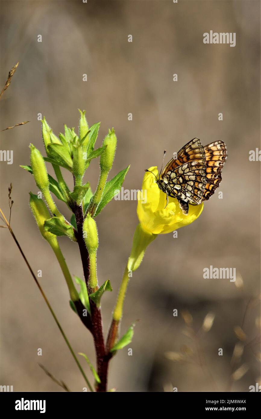 La belle nature de la Lettonie. Banque D'Images