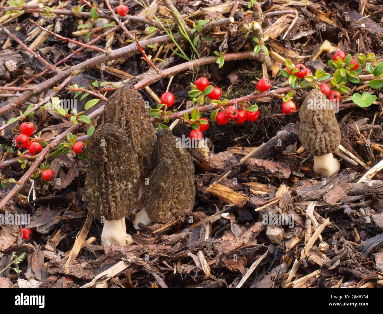 Morilles noires avec le paillis d'écorce de pin Banque D'Images