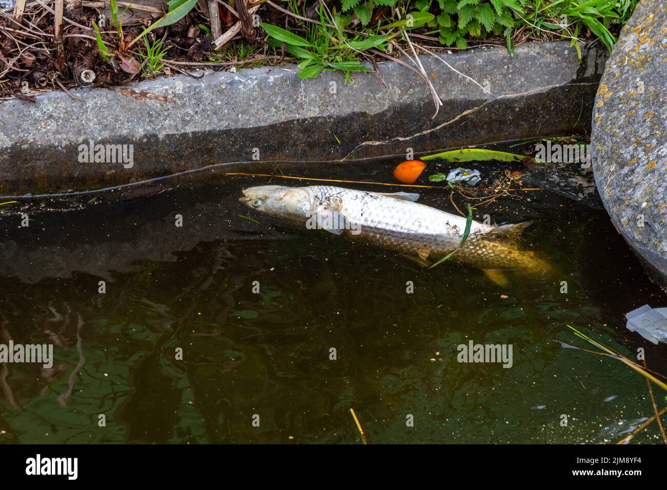 Poissons morts dans l'eau, concept de pollution de l'eau dans la nature. Eau contaminée dangereuse et sale. Banque D'Images