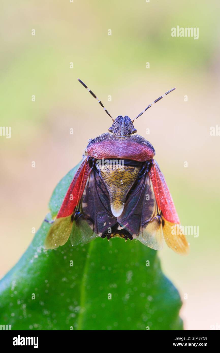 Coccinelle [Dolycoris baccarum] Banque D'Images