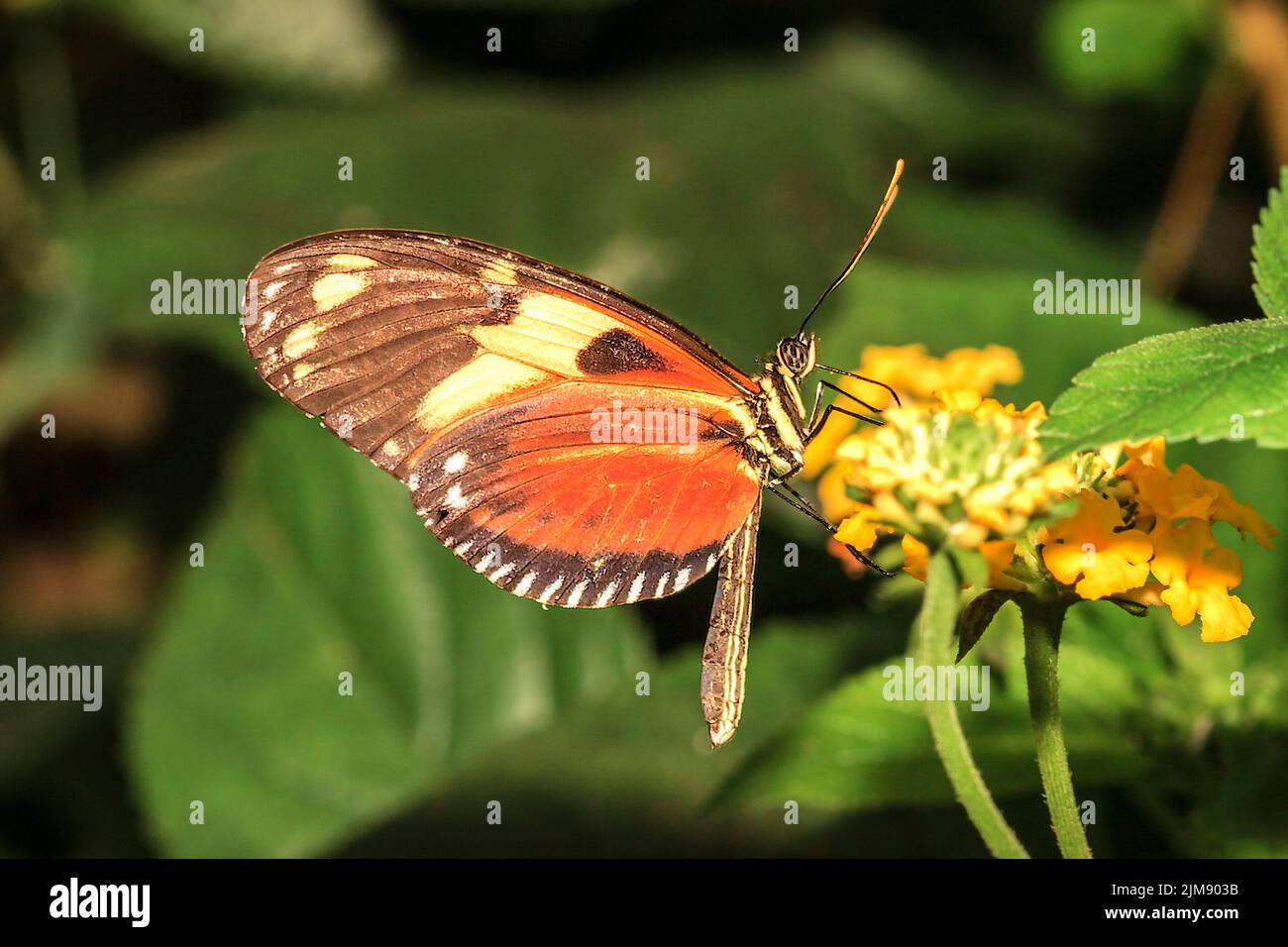 Hecales Longwing (Heliconius hecale) Amérique du Sud Banque D'Images