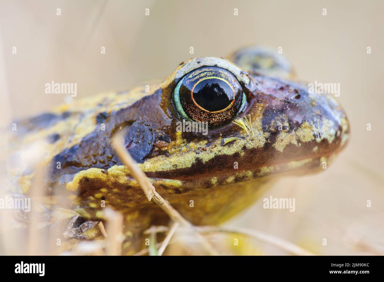 (Europe) (Brown) Frog Banque D'Images