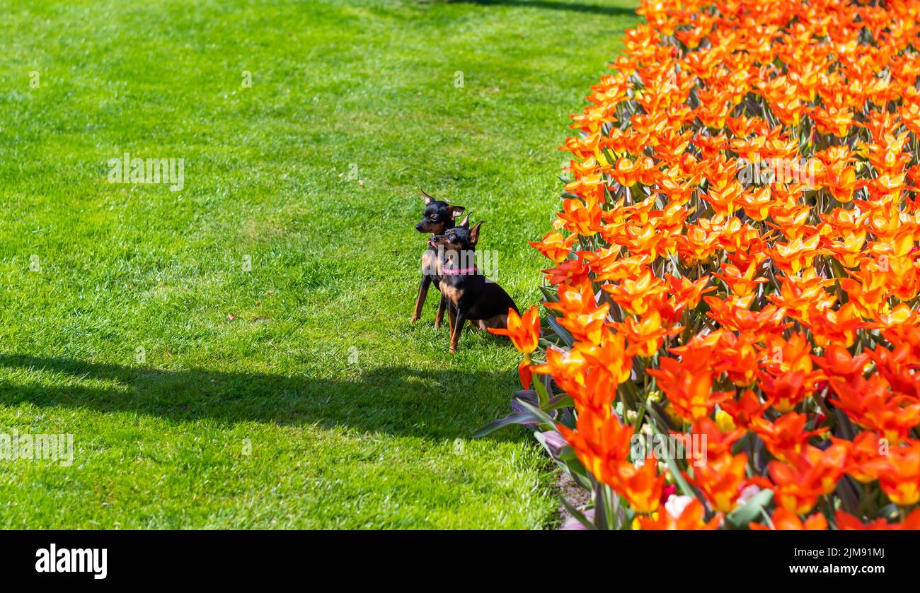 Deux chiens chihuahua devant le champ de tulipes orange. Banque D'Images
