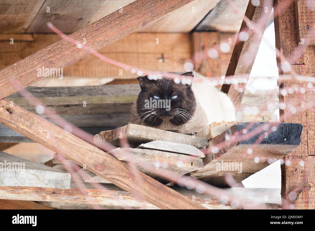 Le chat siamois se cache de la pluie Banque D'Images