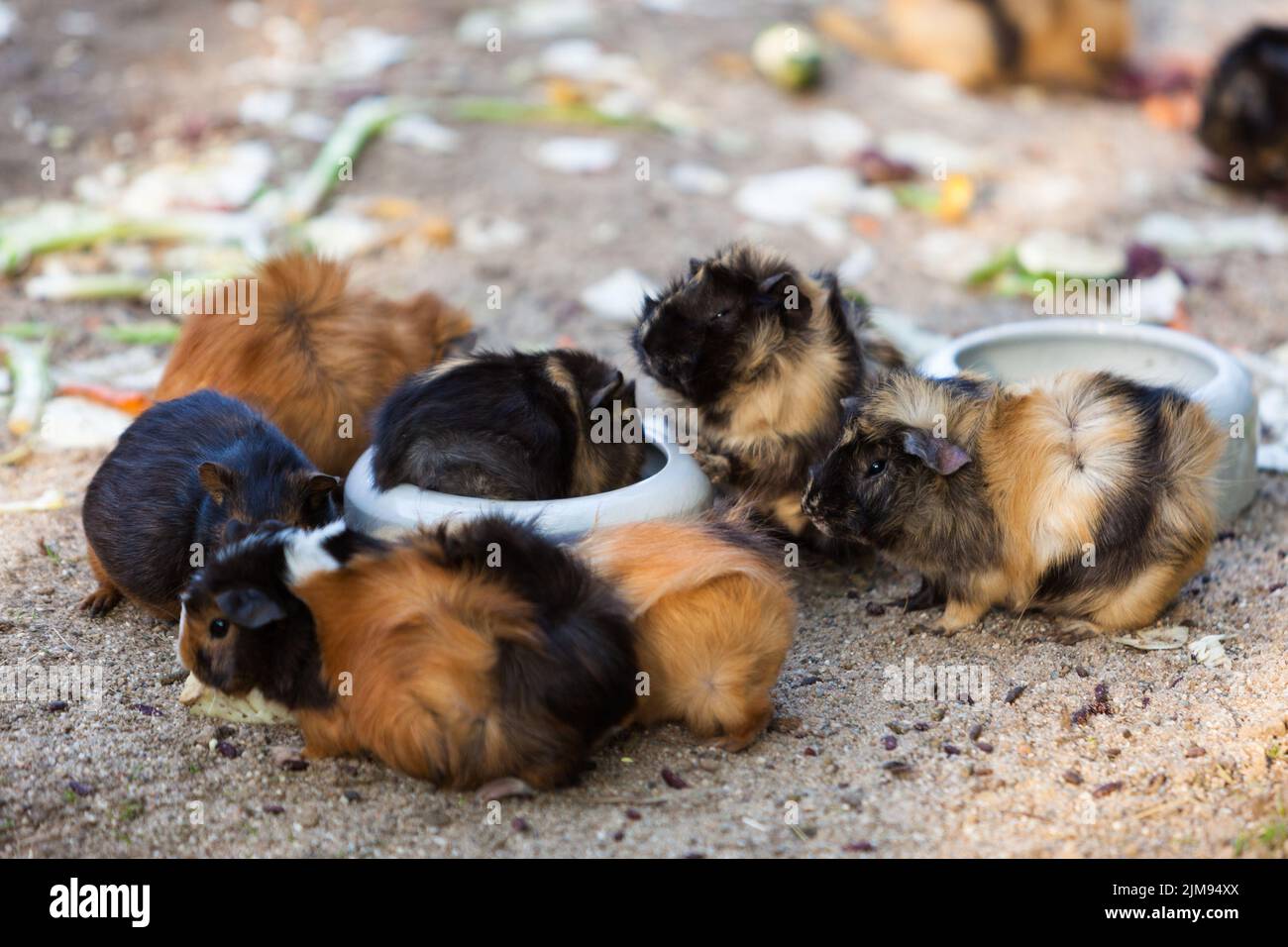 Les cochons.Cavia porcellus Banque D'Images