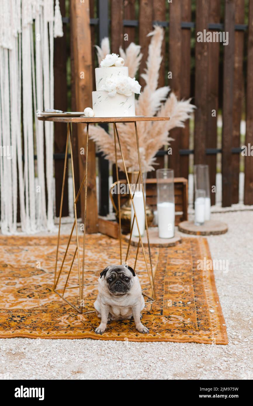 Un chien de petit drôle est assis à côté d'une table et un gâteau de mariage en prévision des vacances. Le chien garde le gâteau de mariage Banque D'Images