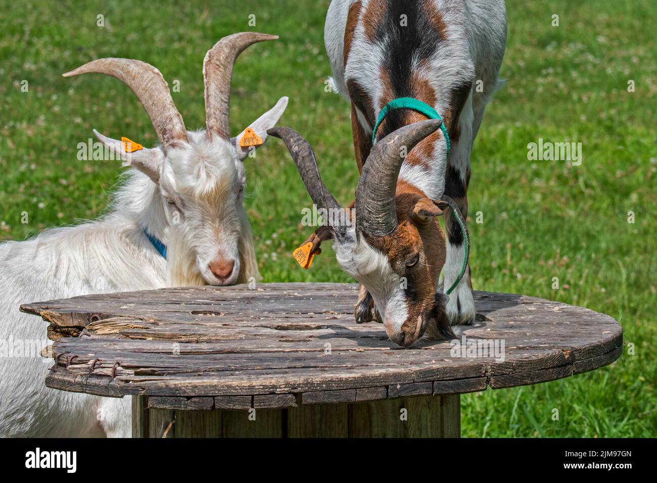 Deux chèvres et chèvre au lait ont grimpé sur la plate-forme dans les prairies au zoo pour enfants / ferme pour enfants Banque D'Images