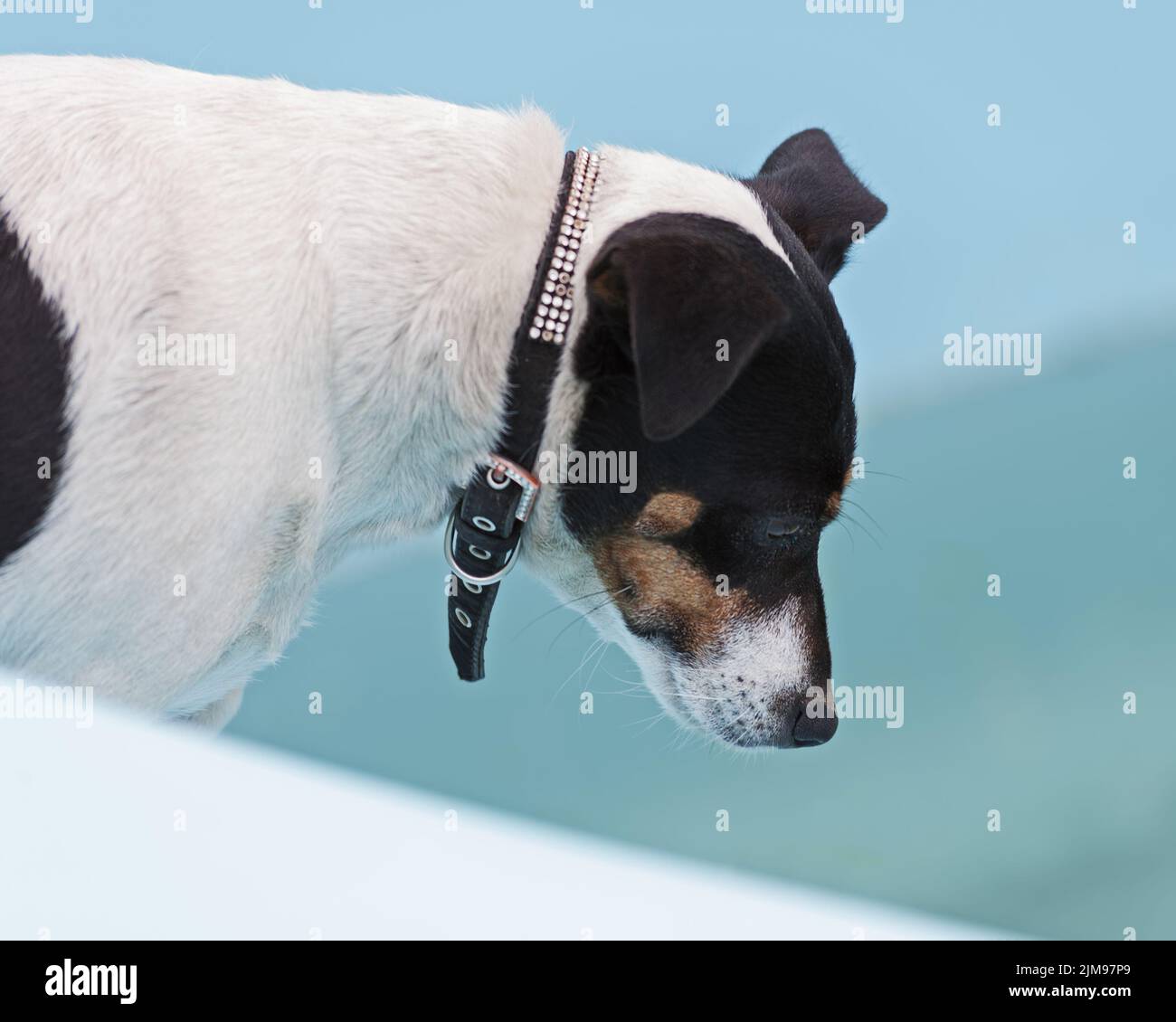 Jack Russell Terrier chien sur plage de piscine. Banque D'Images