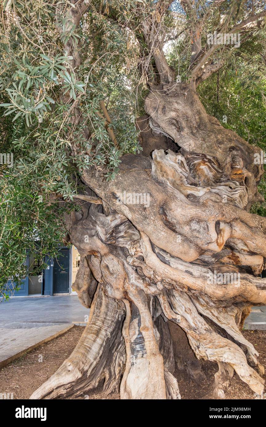 Olivier antique (Olea europaea) Palma Majorque Banque D'Images