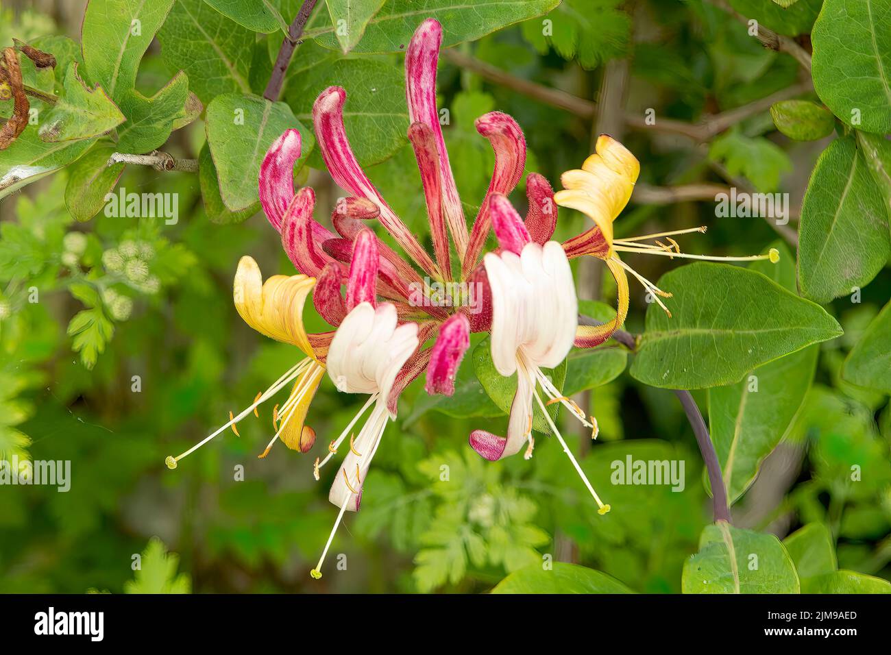 Lonicera henryi, rouge Honeysuckle Banque D'Images