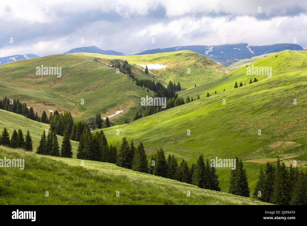 Arbre de pin sur les montagnes des Carpates en Roumanie Banque D'Images
