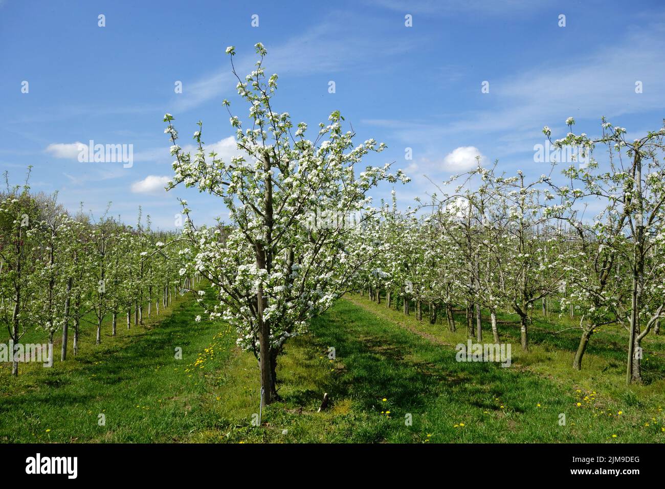 Apple Blossom Banque D'Images
