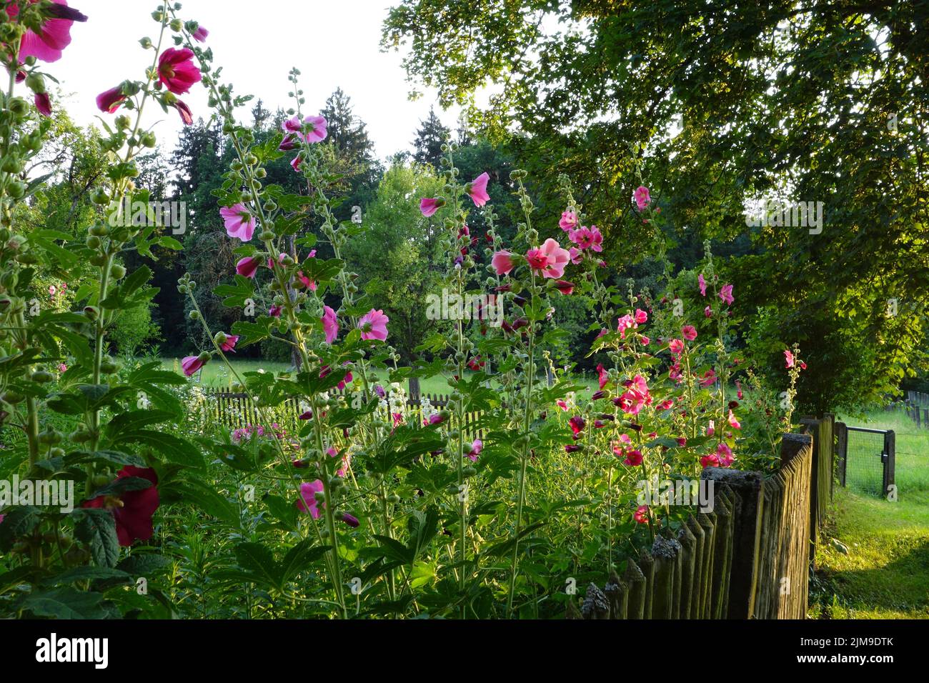 Hollyhocks, jardin de la ferme Banque D'Images