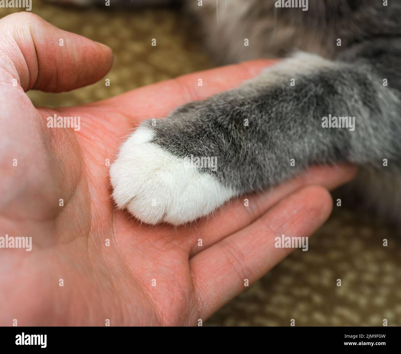Patte de chat dans un creux de main de homme. Amitié avec l'animal de compagnie Banque D'Images
