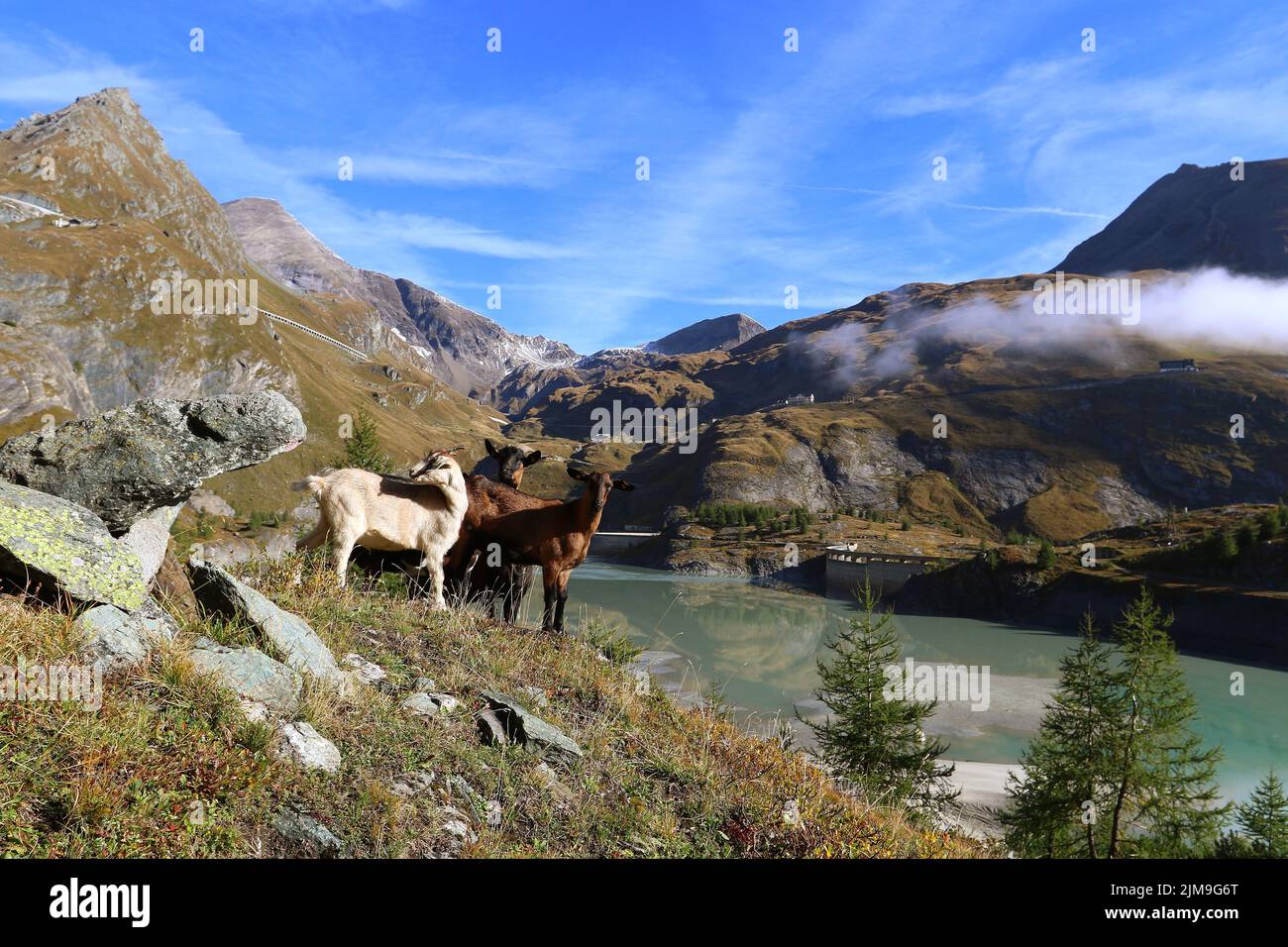 Chèvres sauvages (Capra) dans les hautes Alpes. Banque D'Images