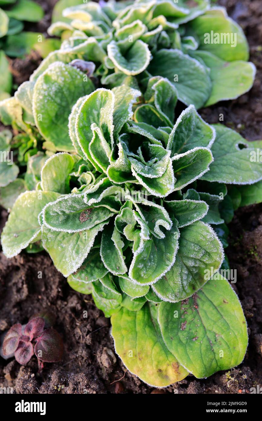 Salade de maïs (Valerianella locusta) dans le jardin avec du givre. Banque D'Images