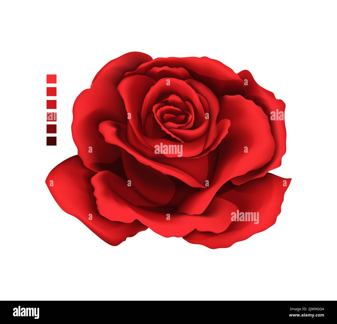 Dessin à la main rose et maille de couleur. Un rosebud fleuri. Illustration vectorielle. Illustration de Vecteur