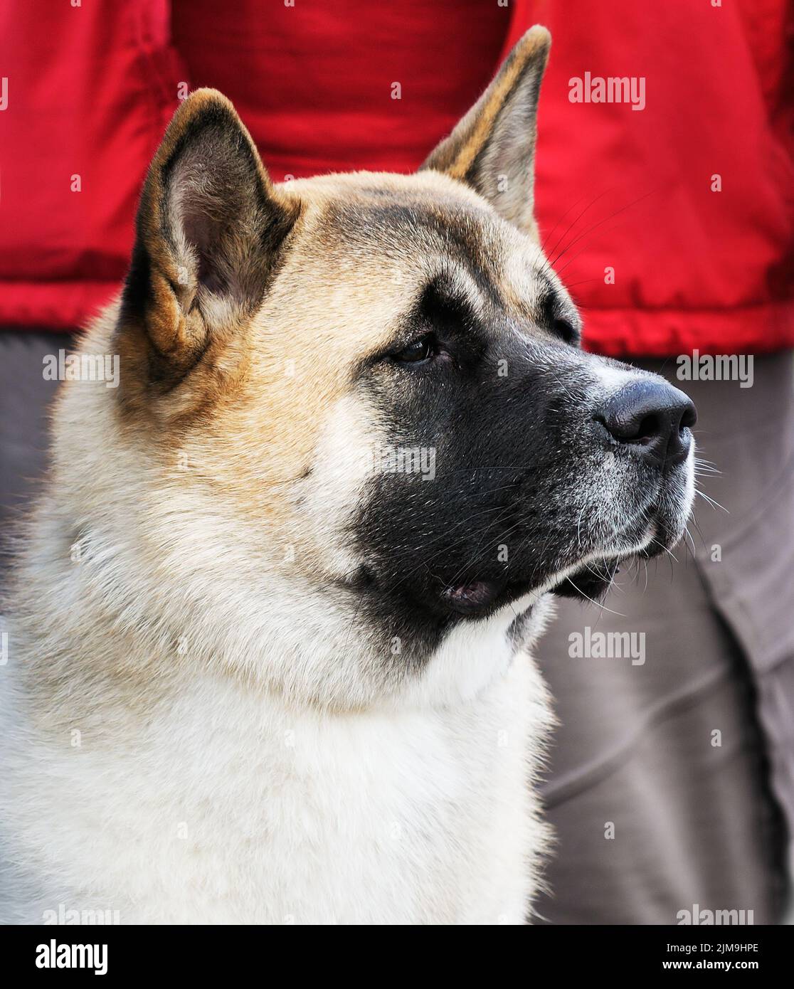 Chiens Akita japonais portrait en extérieur sur l'arrière-plan flou Banque D'Images