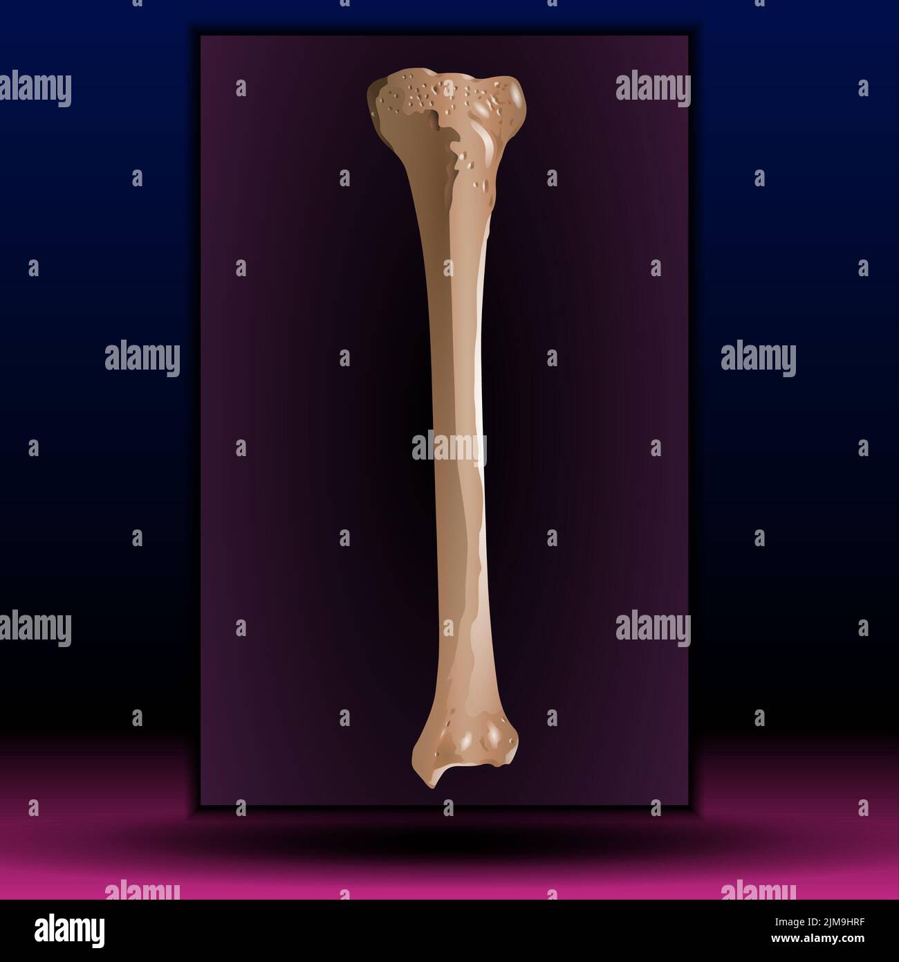 Moelle osseuse - structure osseuse humaine - illustration vectorielle. Banque D'Images