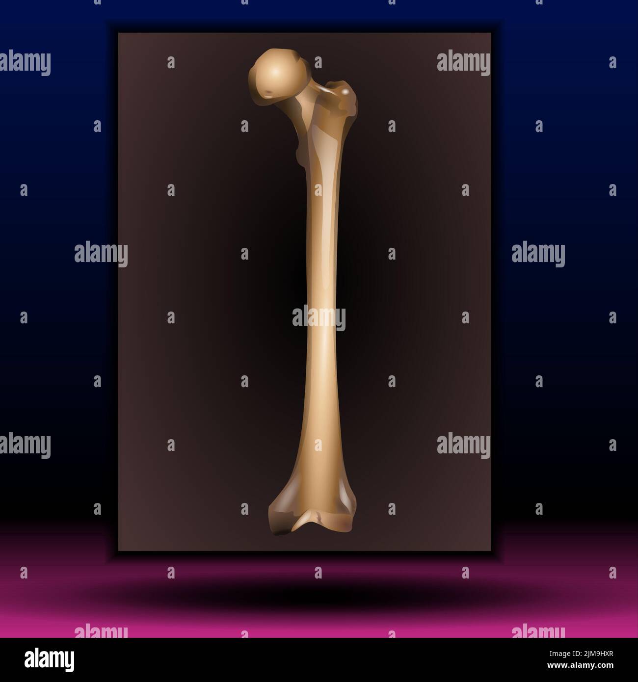 Moelle osseuse - structure osseuse humaine - illustration vectorielle. Banque D'Images