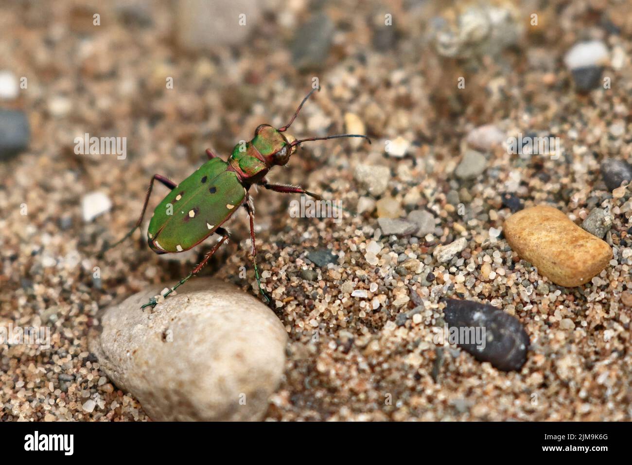 Green Tiger Beetle à Marford Quarry près de Wrexham Wales UK Banque D'Images