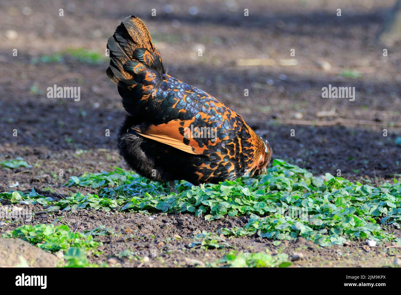 Poulets de race suisse, un Hen. Banque D'Images