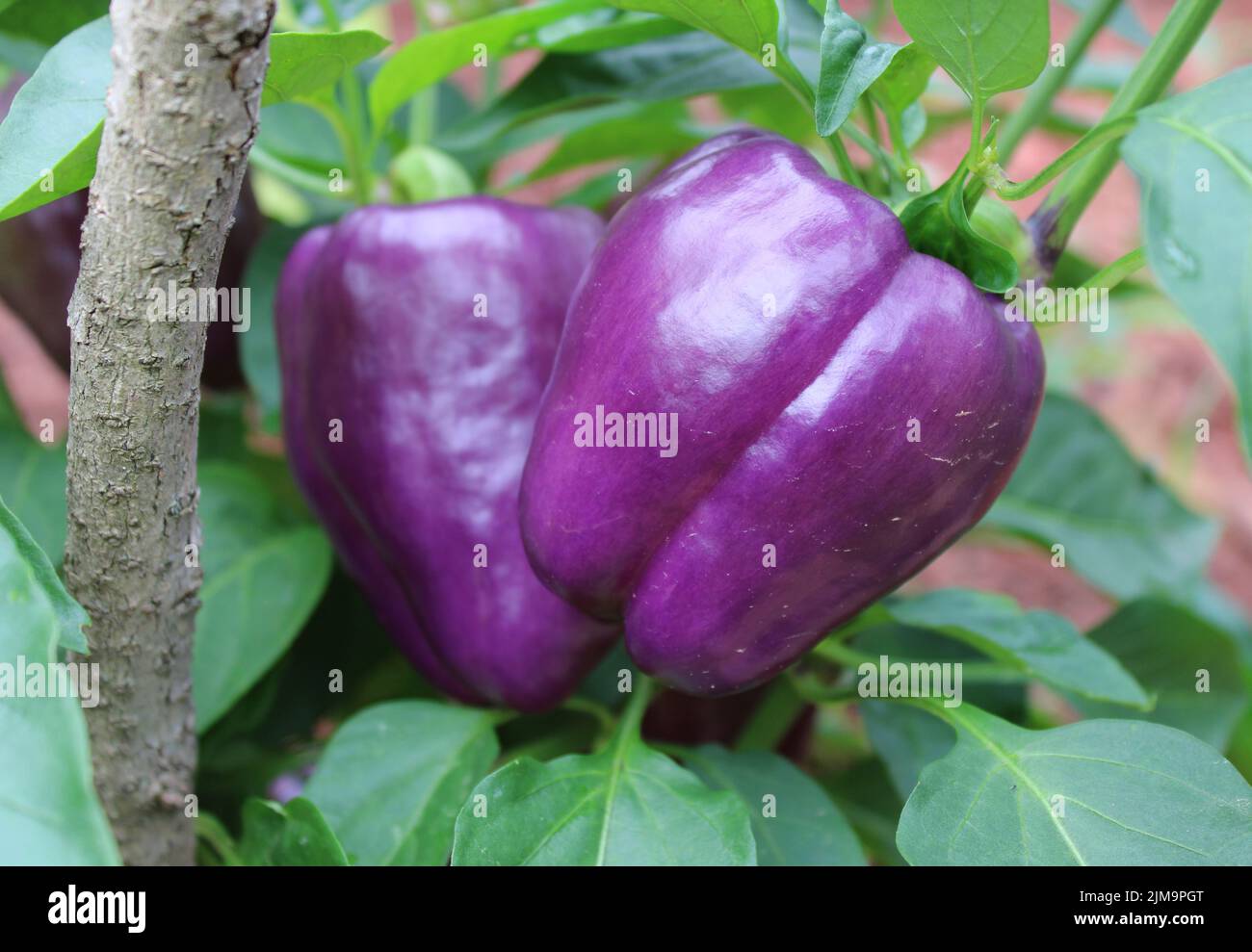 Poivrons violet vif mûrissant dans un jardin Banque D'Images
