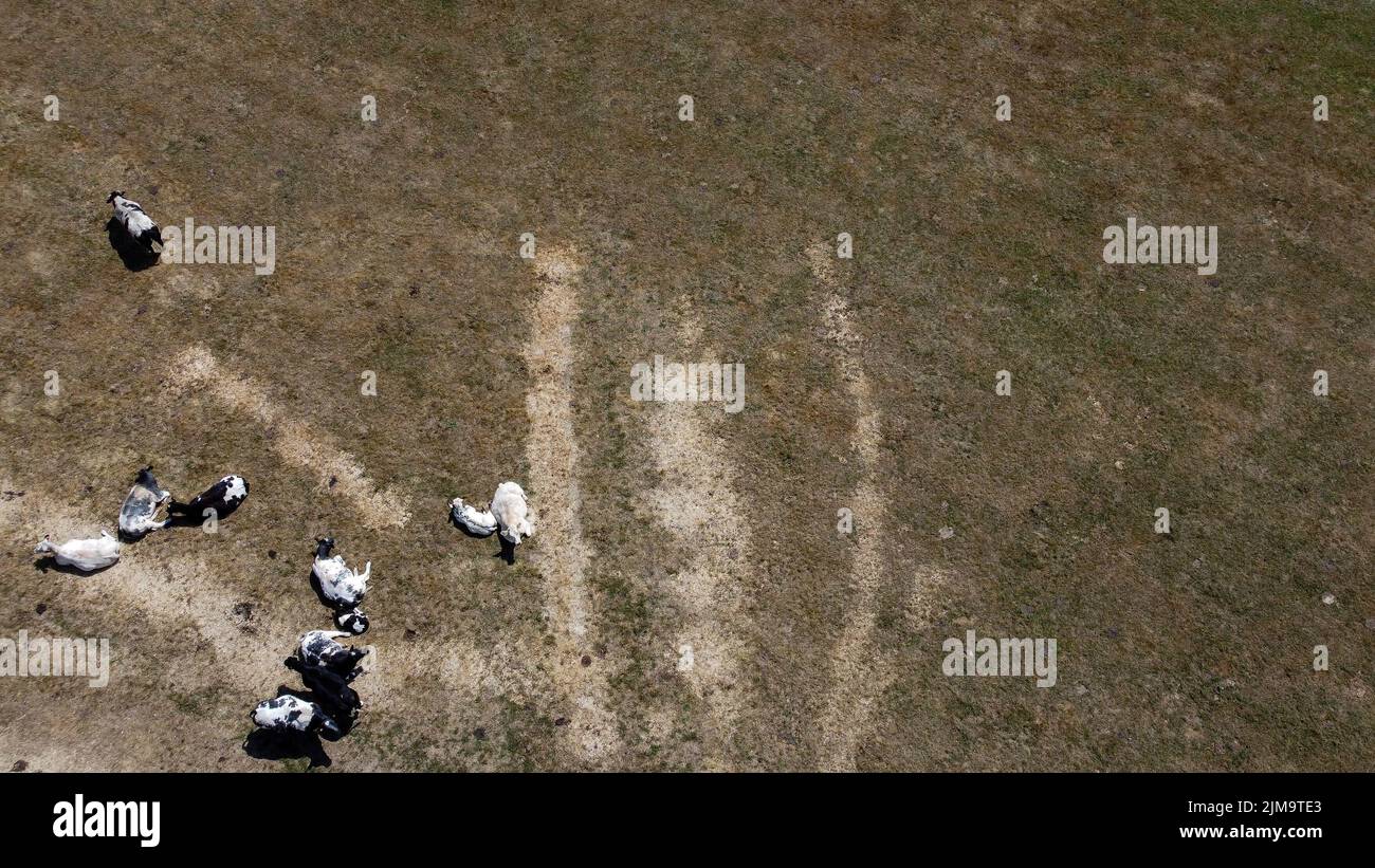 L'image d'un drone aérien montre un champ sec dans la région de Lierde, vendredi 05 août 2022. Les faibles précipitations depuis mars et le temps extrêmement sec de juillet ont pour résultat un niveau d'eau souterraine extrêmement bas en Flandre. BELGA PHOTO NICOLAS MATERLINCK Banque D'Images