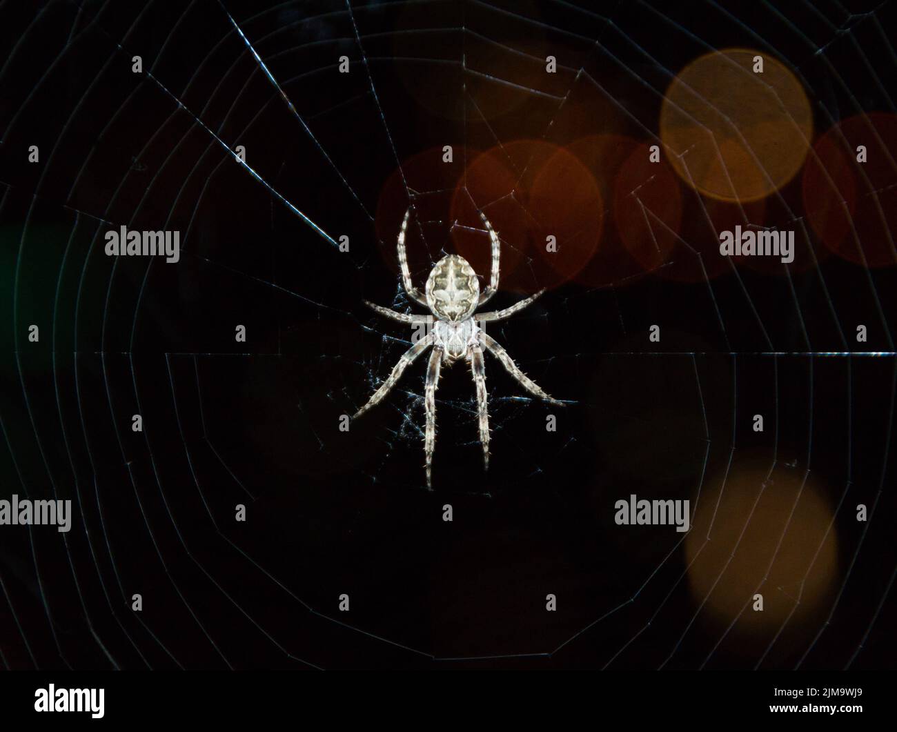 Un gros plan de l'araignée sclopetarius de Larinioides sur une toile d'araignée avec des lumières bokeh sur un fond sombre Banque D'Images