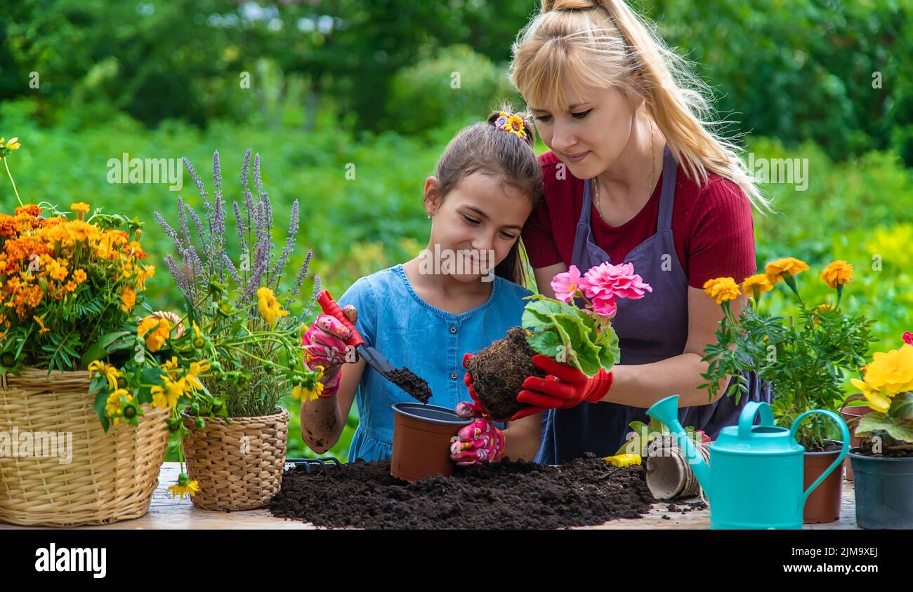 Un enfant avec sa mère plante des fleurs dans le jardin. Mise au point sélective. Enfant. Banque D'Images