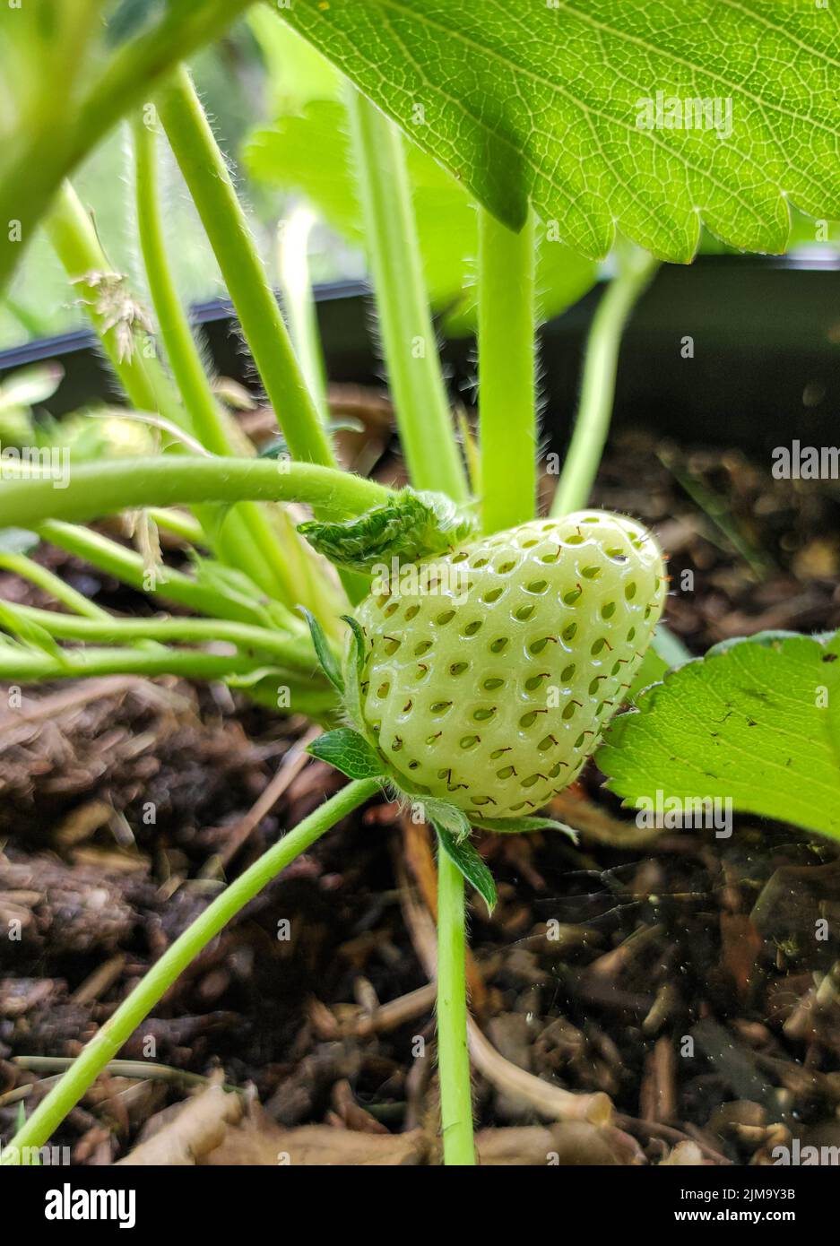 Une photo verticale d'une fraise verte en fleur. 14 mai, 2022. Zenica, Bosnie-Herzégovine Banque D'Images