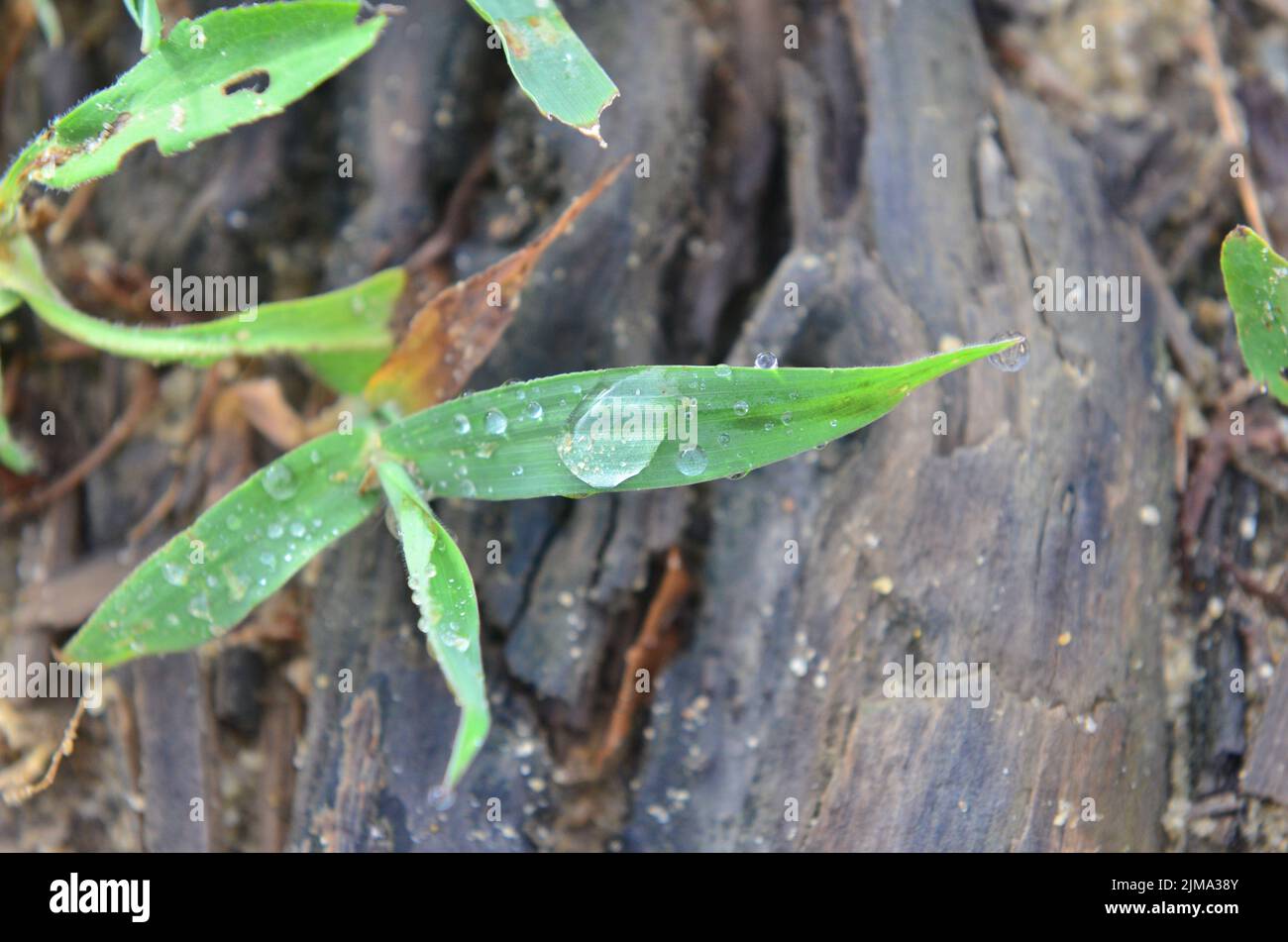 l'eau s'accumule sur une lame d'herbe le soir Banque D'Images