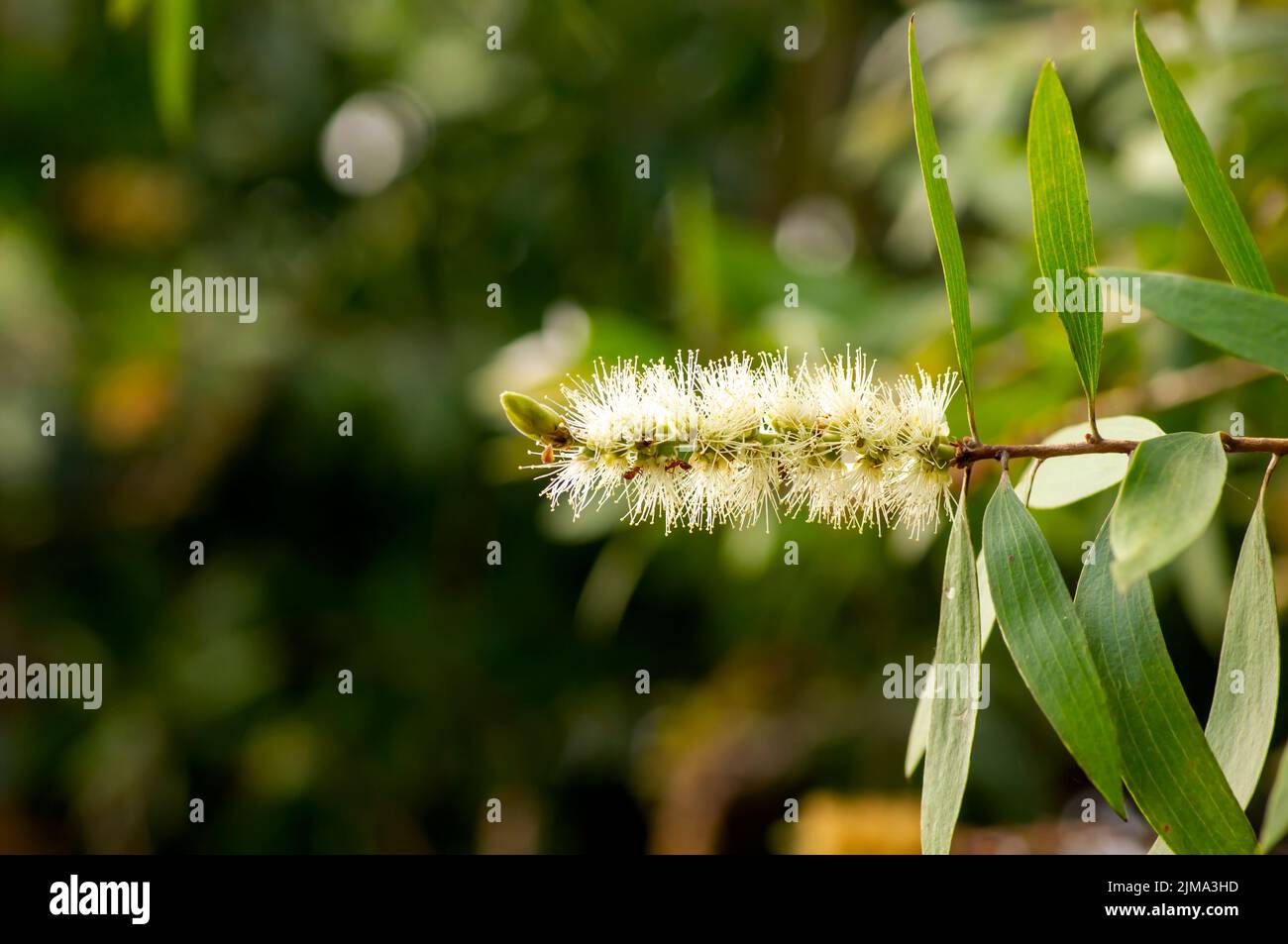 Fleur de cajuputi de Melaleuca, communément appelée cajuput Banque D'Images