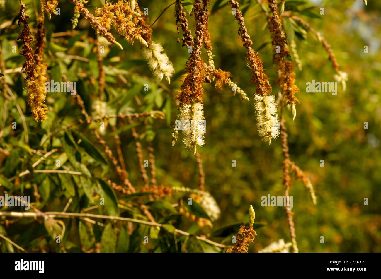 Fleur de cajuputi de Melaleuca, communément appelée cajuput Banque D'Images