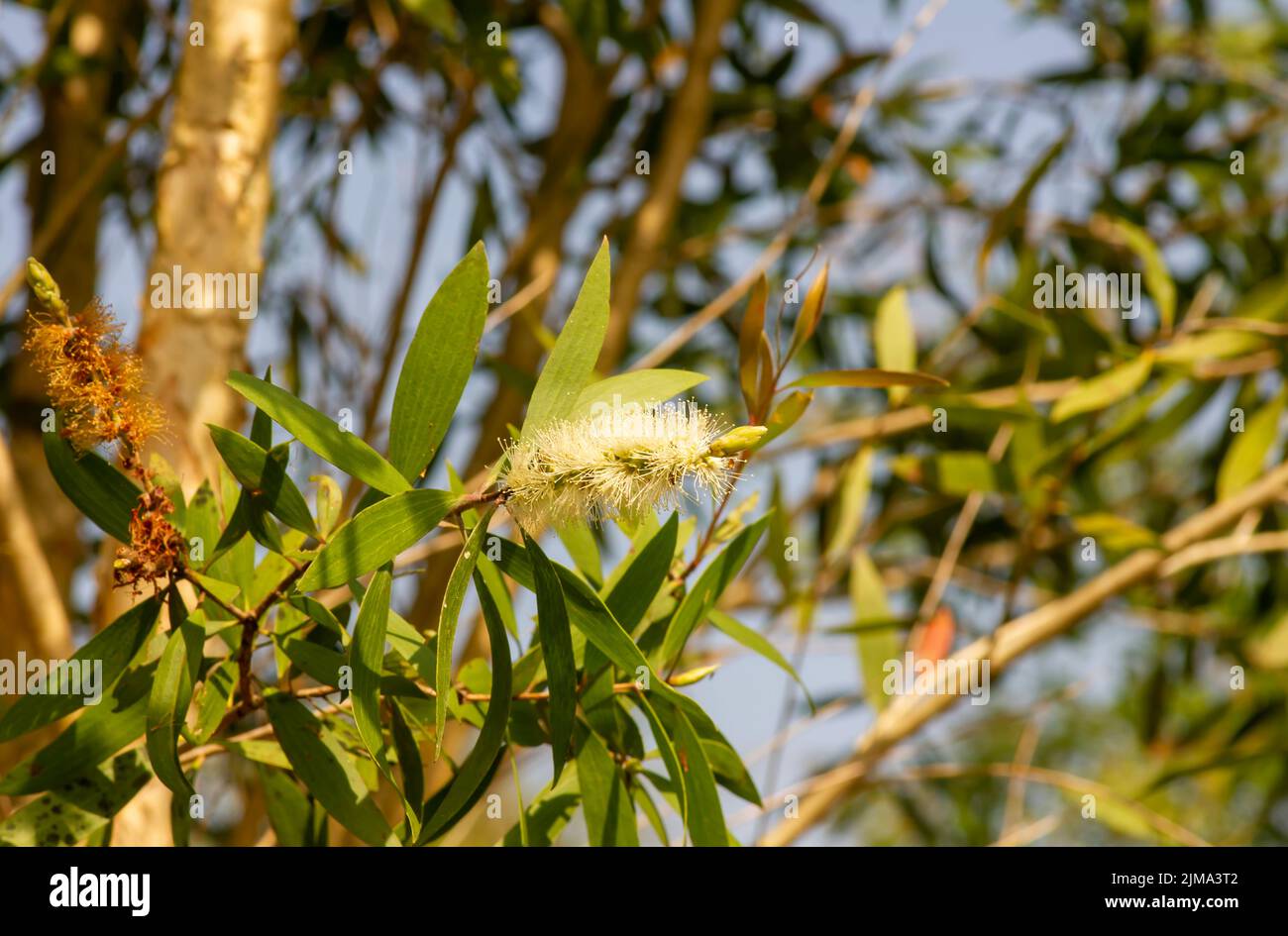 Fleur de cajuputi de Melaleuca, communément appelée cajuput Banque D'Images