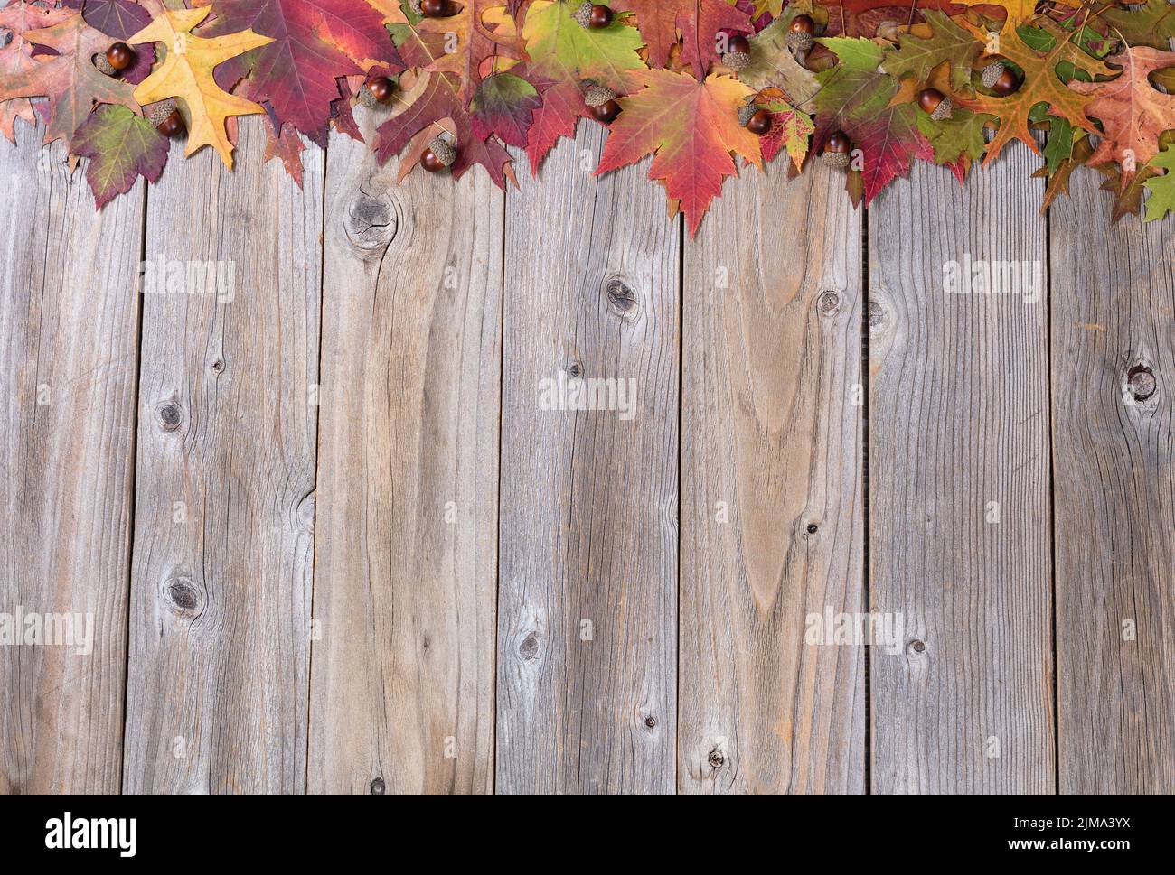 Haut bordure de feuillages d'automne et d'acornes sur des panneaux de bois rustiques Banque D'Images