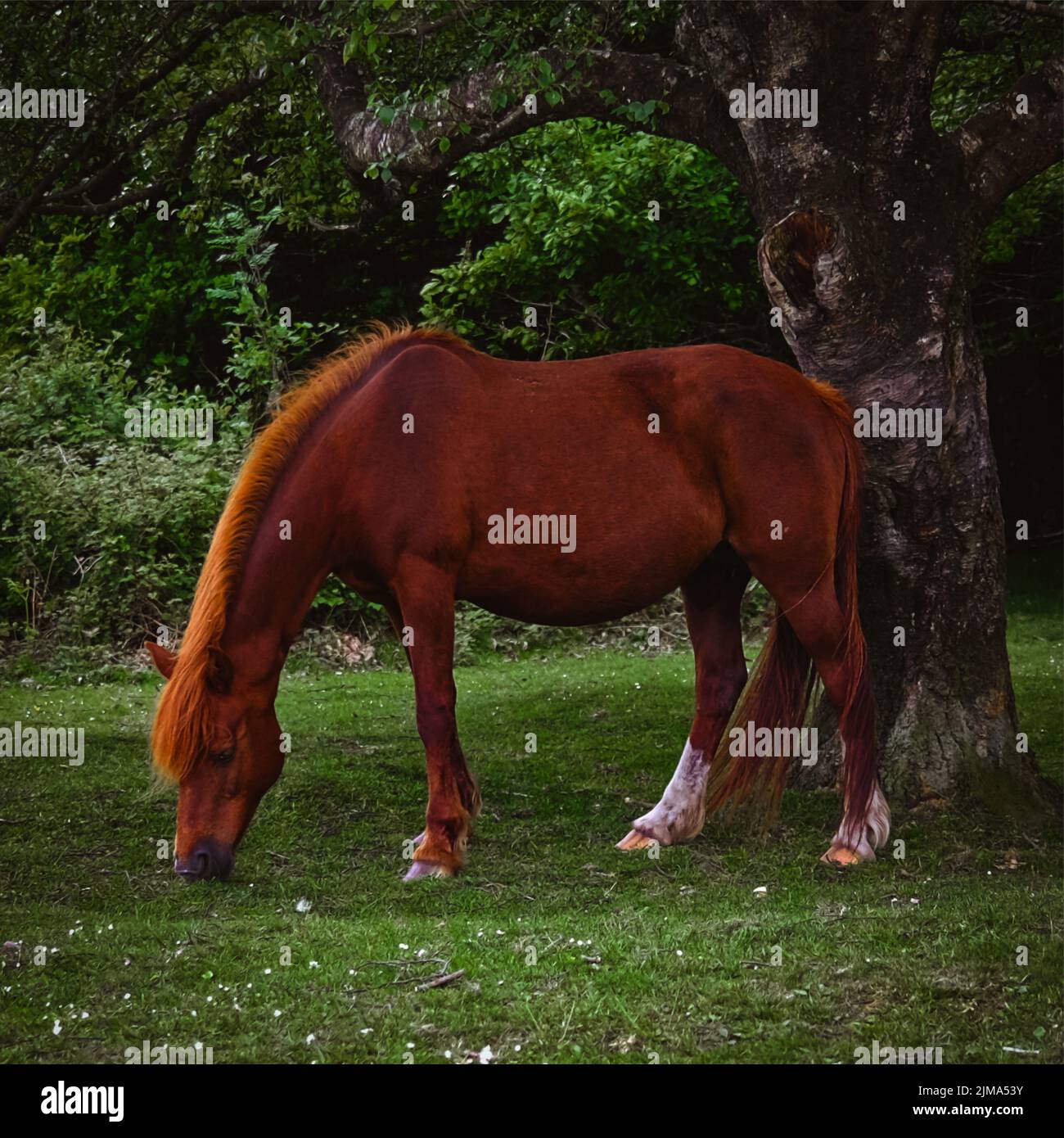 Le cheval brun paître dans la prairie verte. Banque D'Images