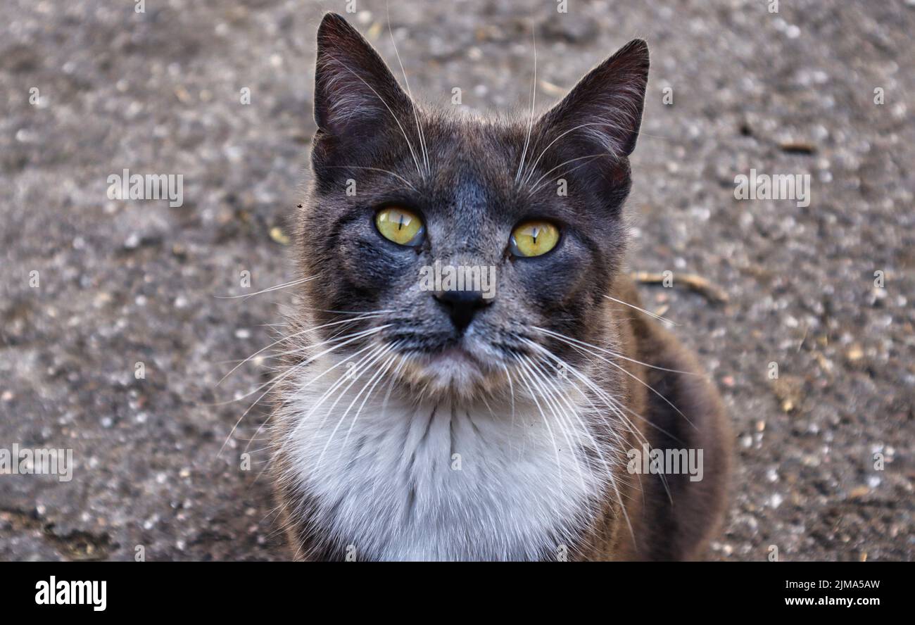 Un portrait de gros plan d'un chat marron regardant l'appareil photo, debout à l'extérieur Banque D'Images